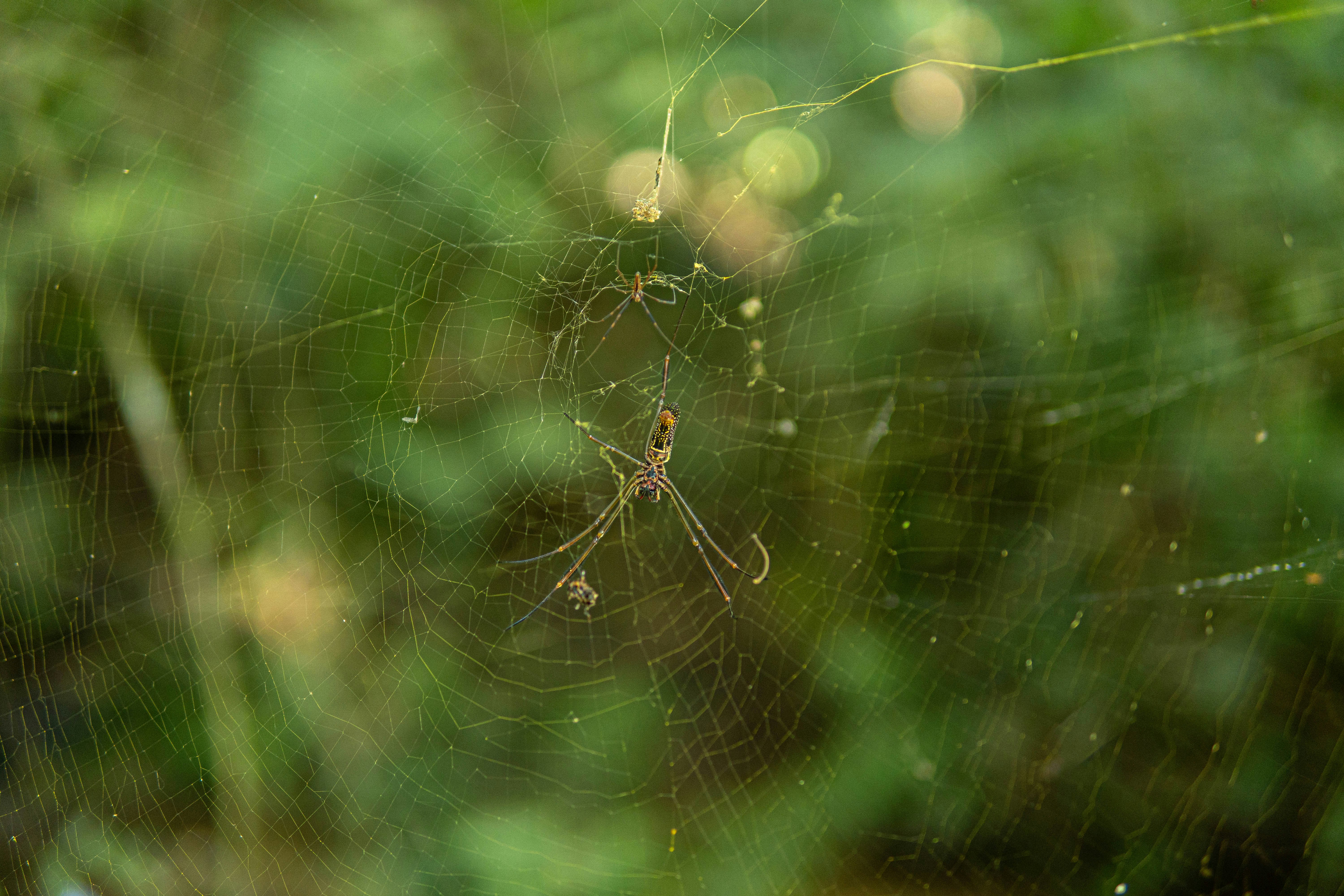 brown spider on spider web in close up photography during daytime