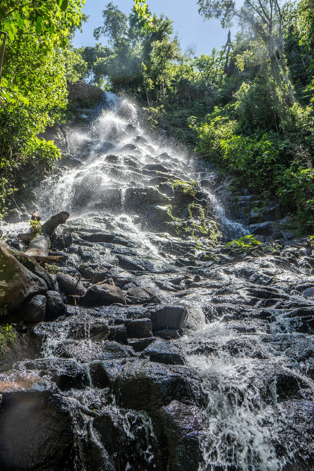 river in the middle of forest during daytime