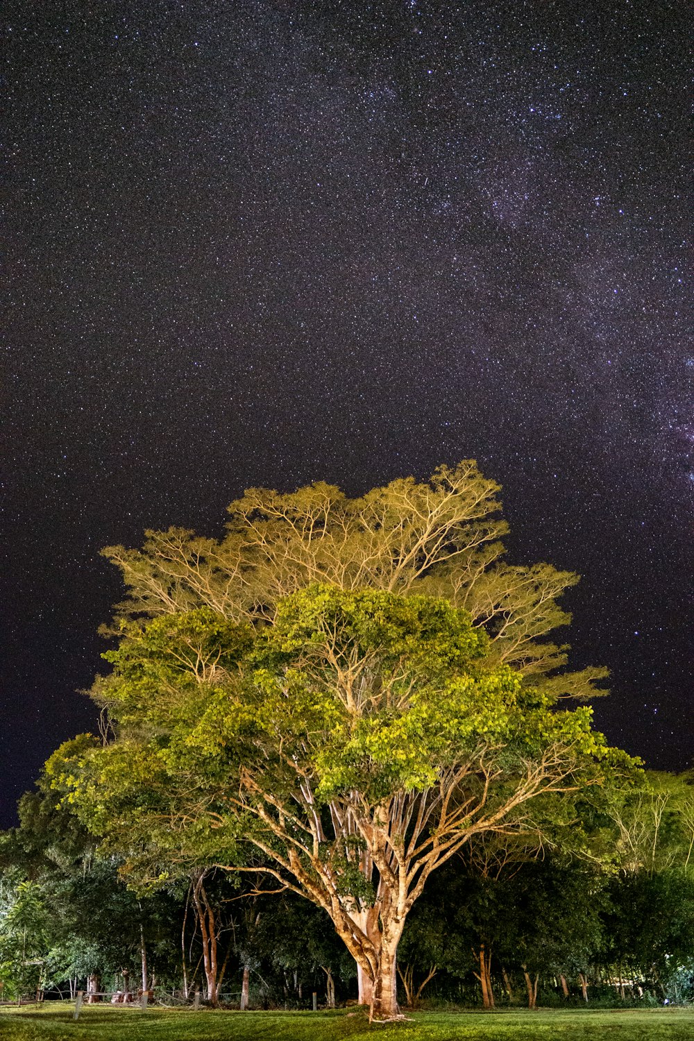 albero verde sotto notte stellata