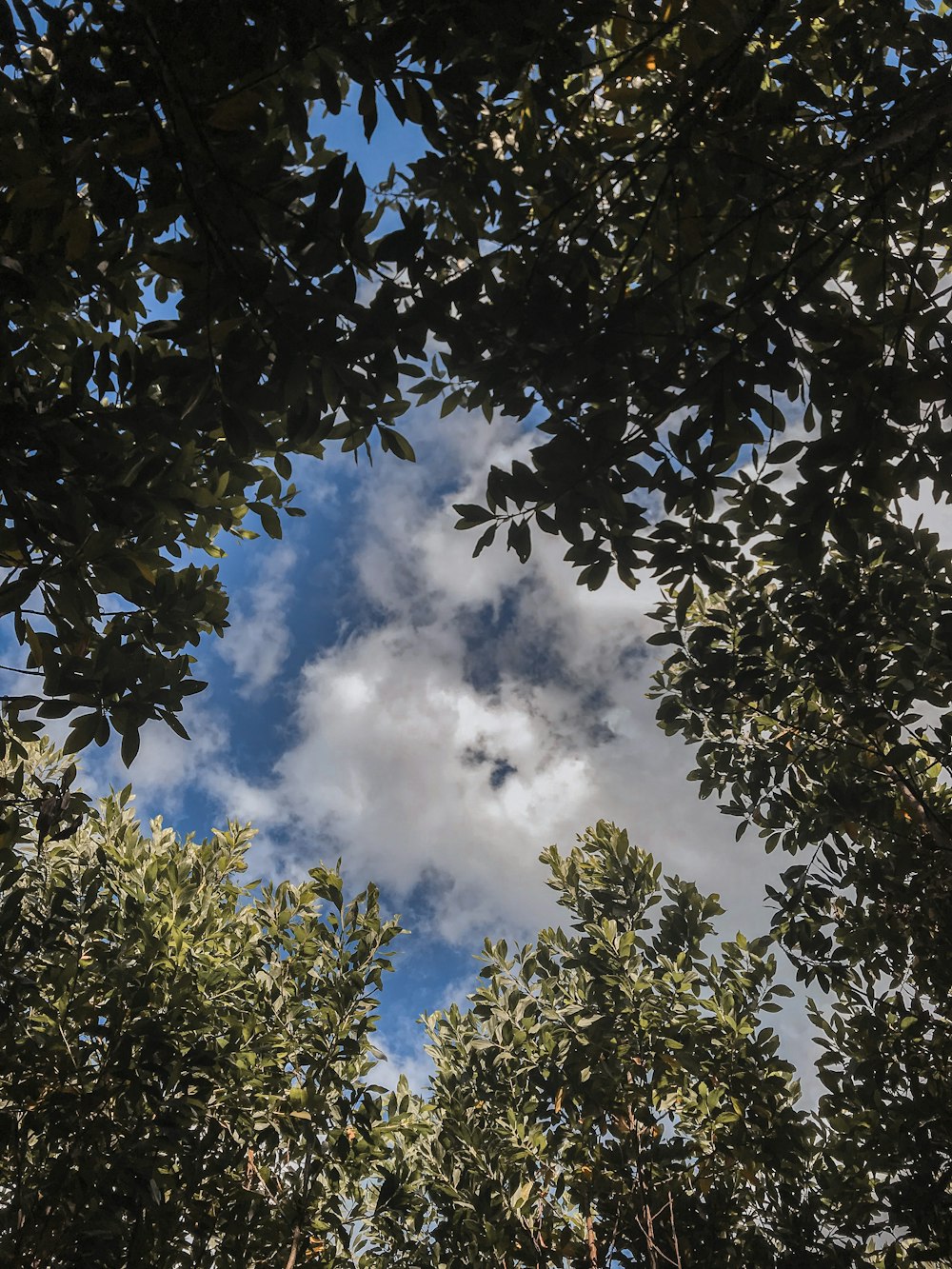 green trees under white clouds during daytime
