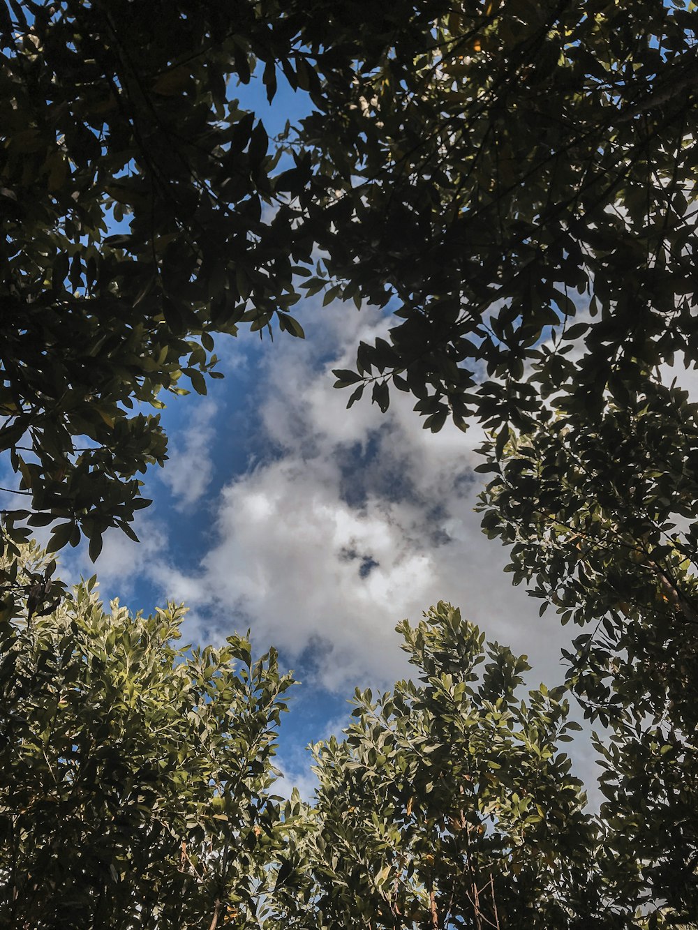 Grüne Bäume unter weißen Wolken während des Tages