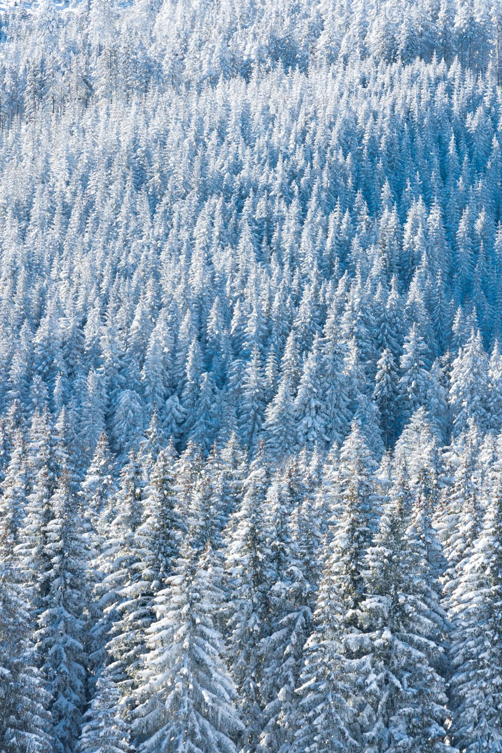 snow covered pine trees during daytime