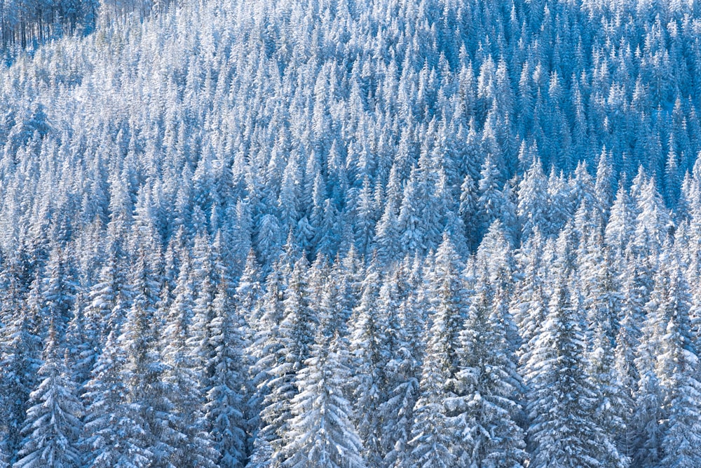 white and blue pine trees