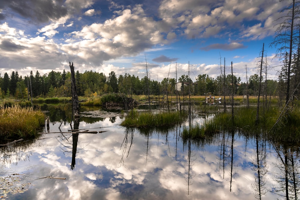 green trees beside body of water under blue sky and white clouds during daytime