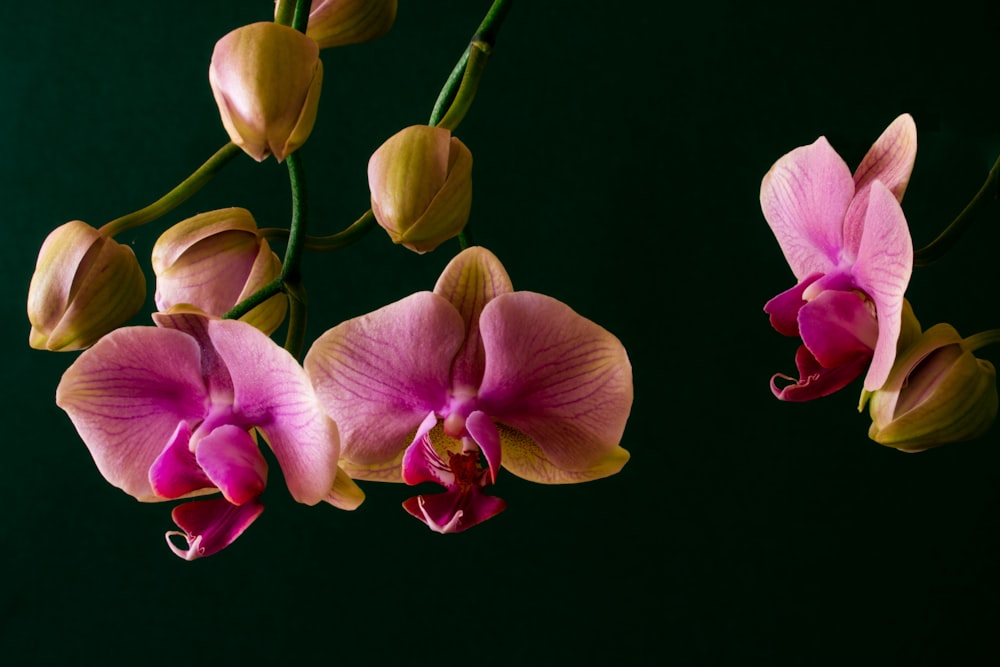 purple and yellow moth orchids in bloom