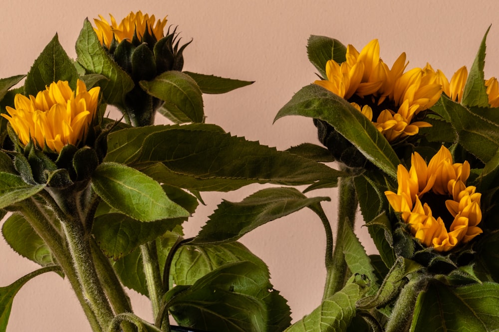 yellow sunflower in close up photography