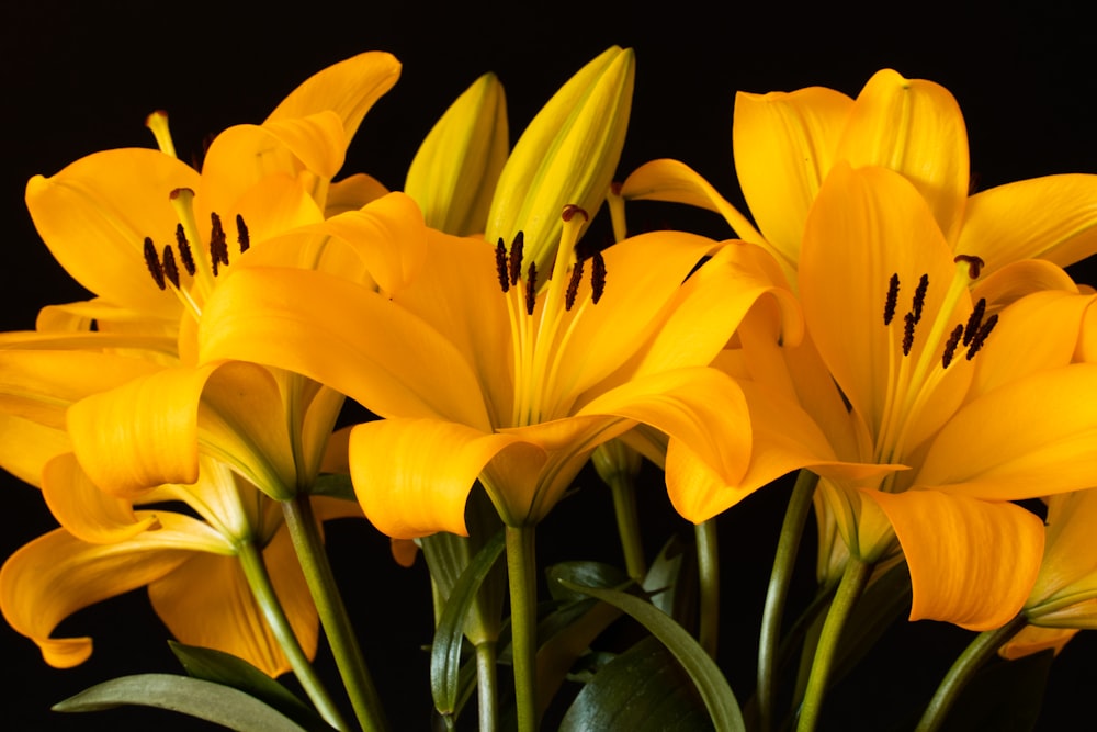 yellow daffodils in bloom close up photo