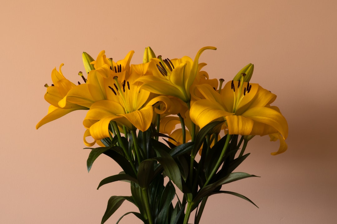 yellow flowers in white vase