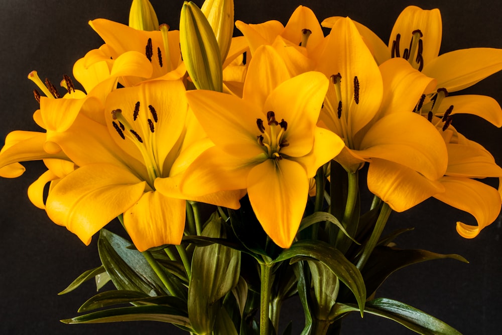 Narcisi gialli in fiore durante il giorno
