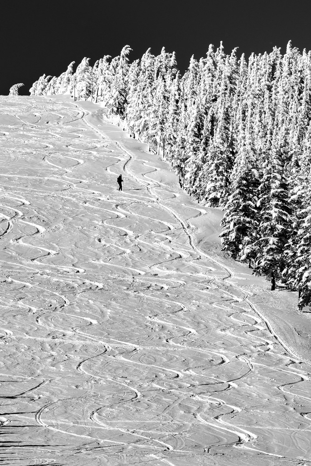 grayscale photo of snow covered trees