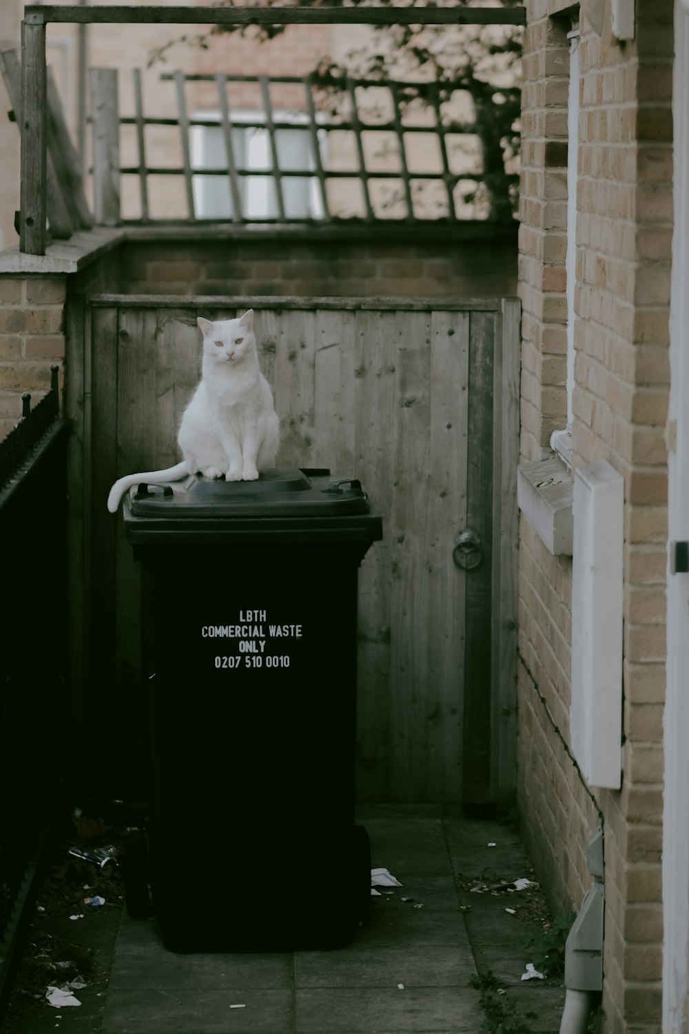 white cat on black trash bin