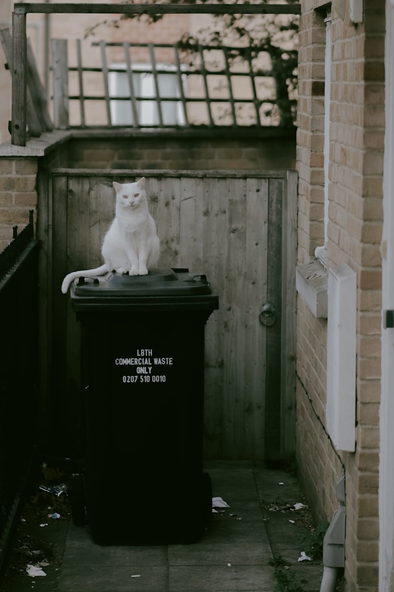 cat on a bin