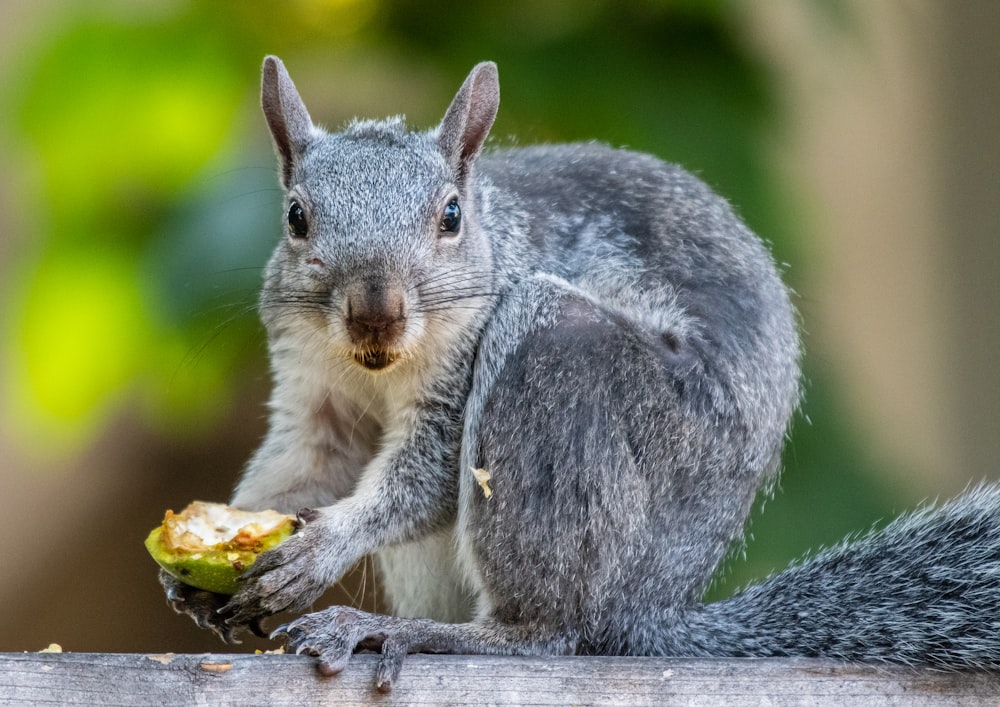 gray and white squirrel eating corn