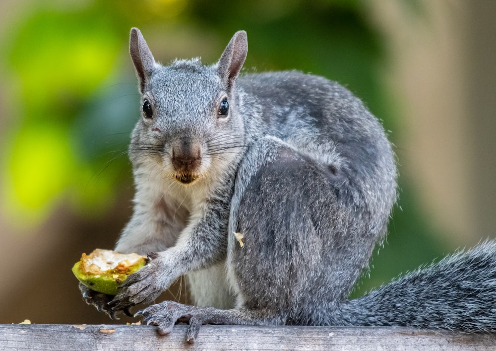 ardilla gris y blanca comiendo maíz