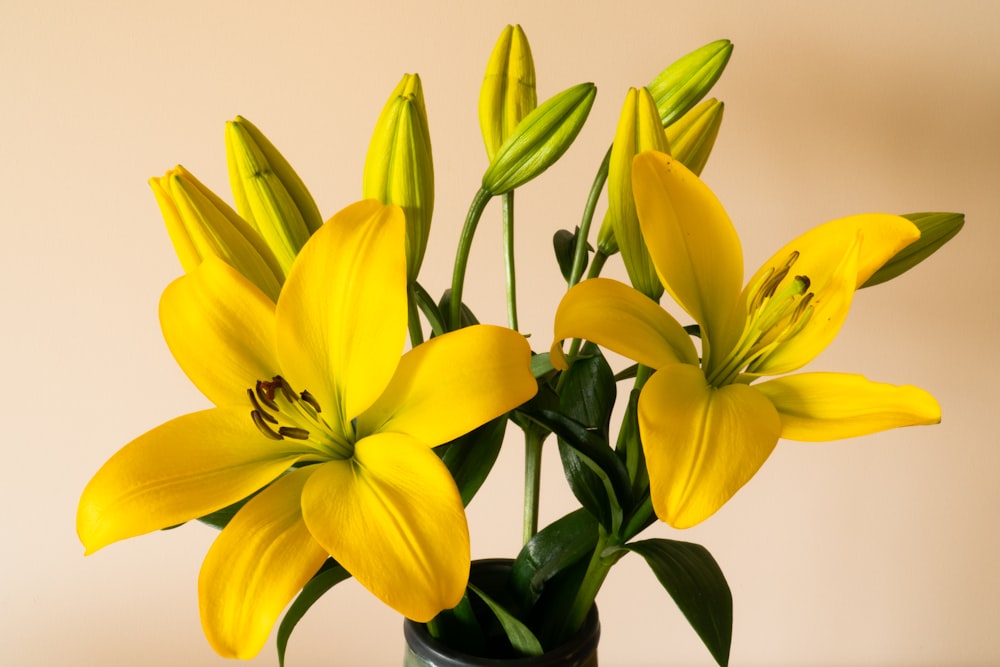 yellow daffodils in bloom close up photo