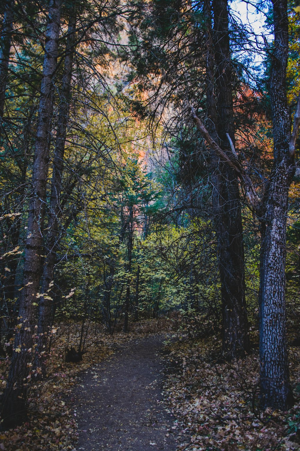 brown and green trees during daytime