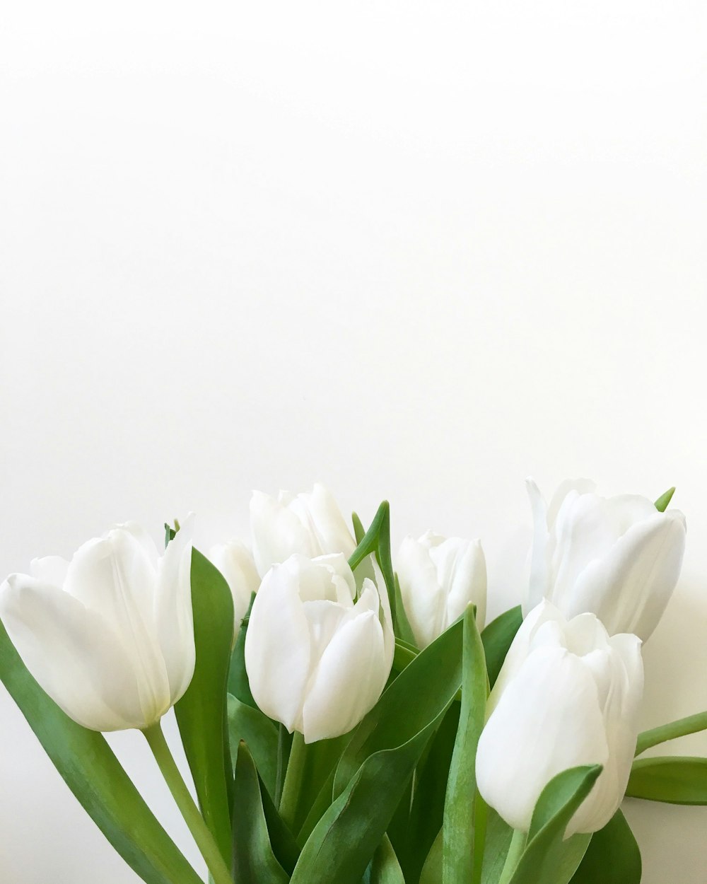 white tulips in white background