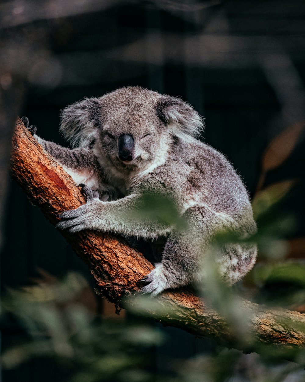 orso koala sul ramo marrone dell'albero