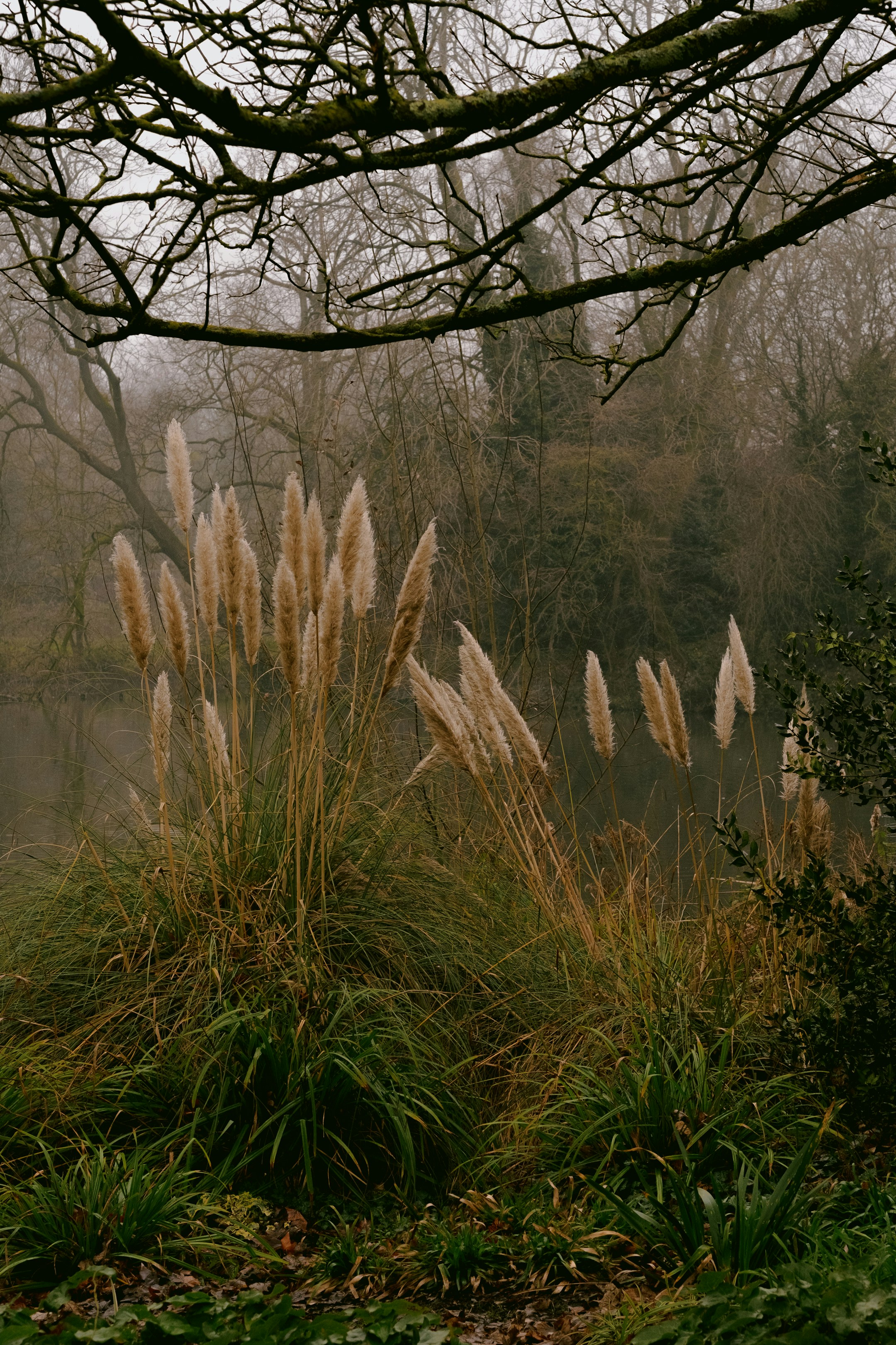 brown grass near body of water during daytime