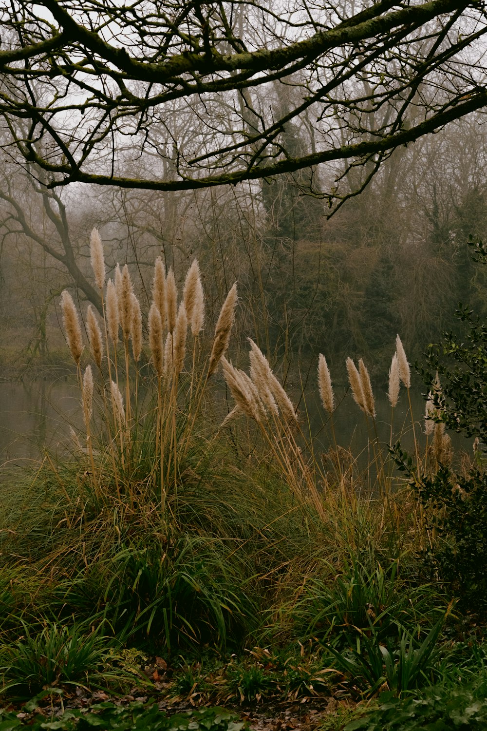 brown grass near body of water during daytime