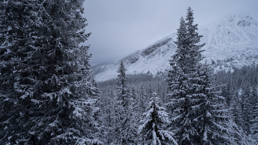 snow covered pine trees and mountain during daytime