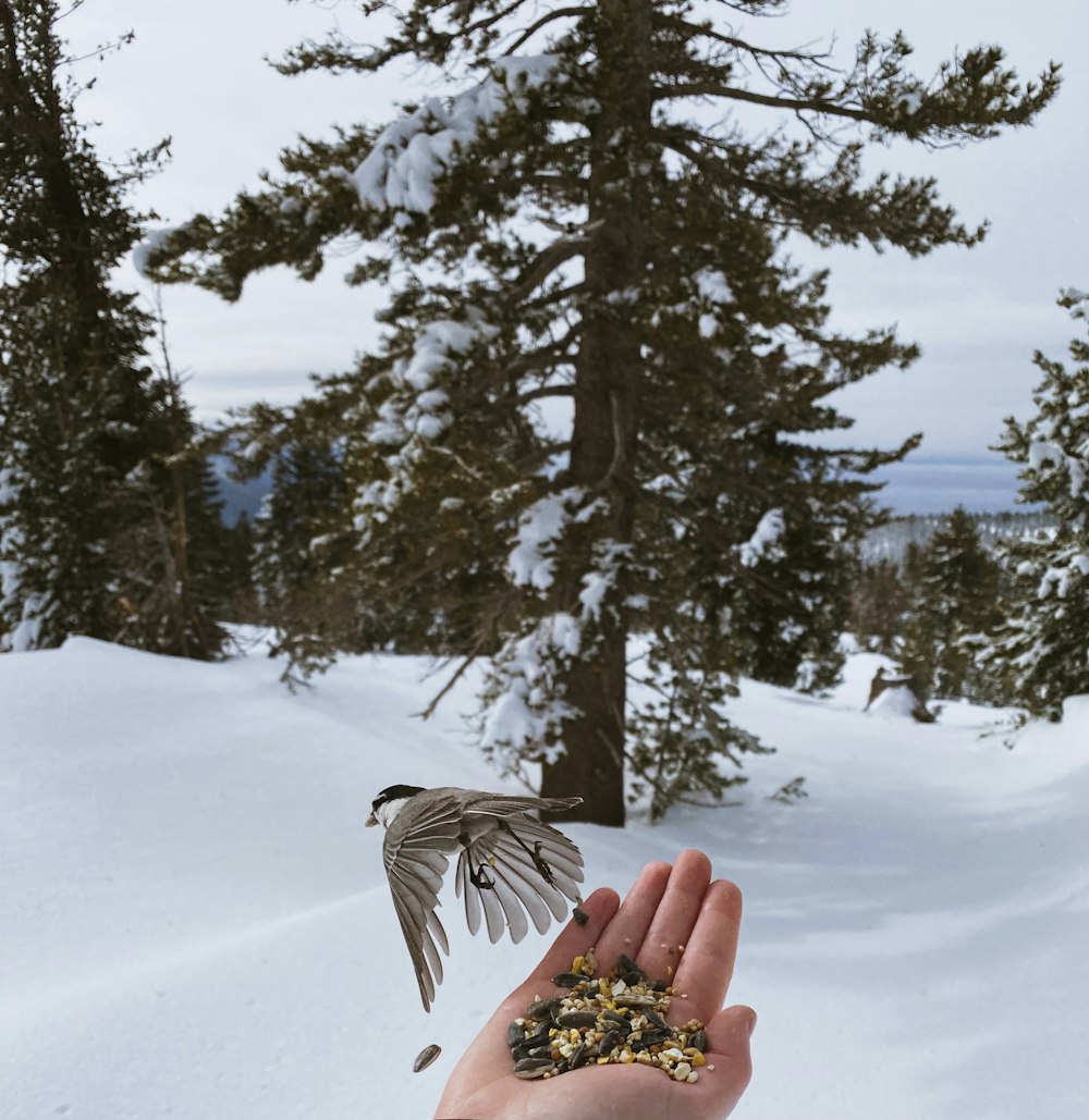 person holding brown leaf on snow covered ground during daytime