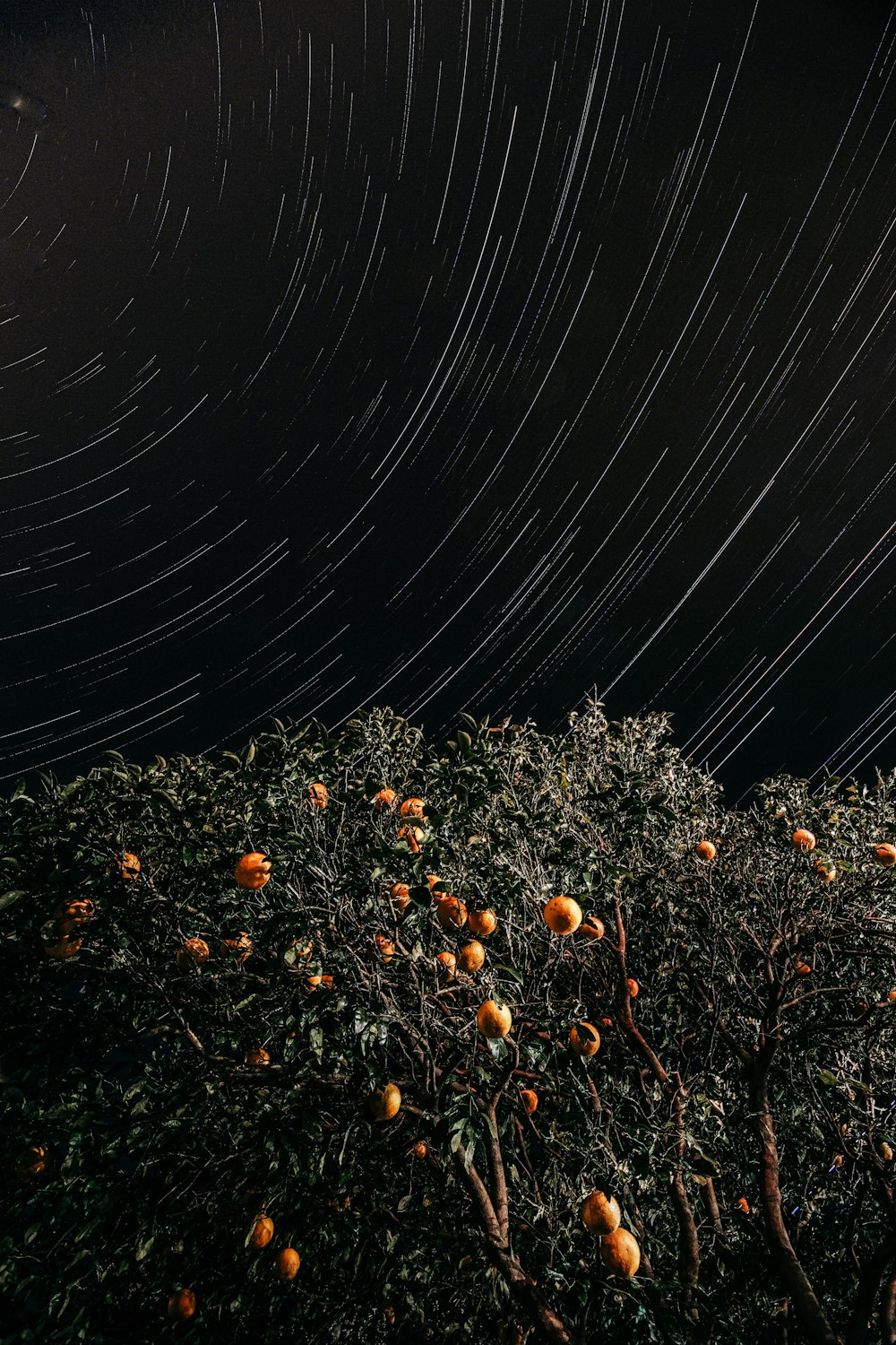 orangefarbene Blüten auf braunem Boden