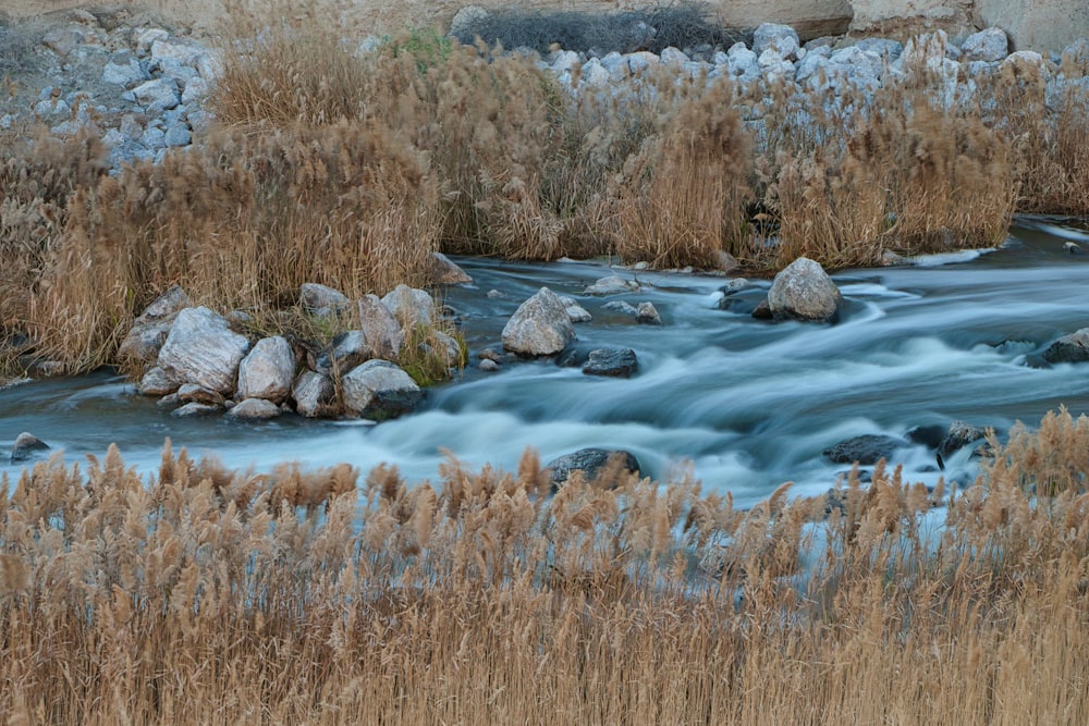 braunes Gras und Bäume in der Nähe des Flusses tagsüber