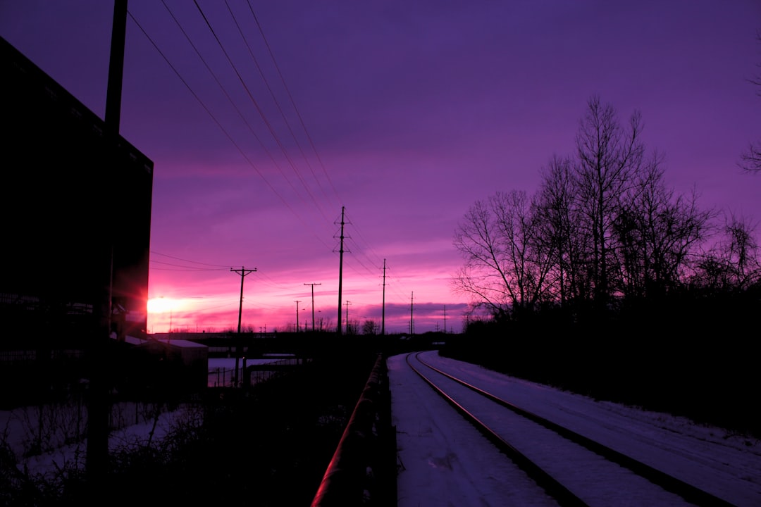 silhouette of trees and electric posts during sunset