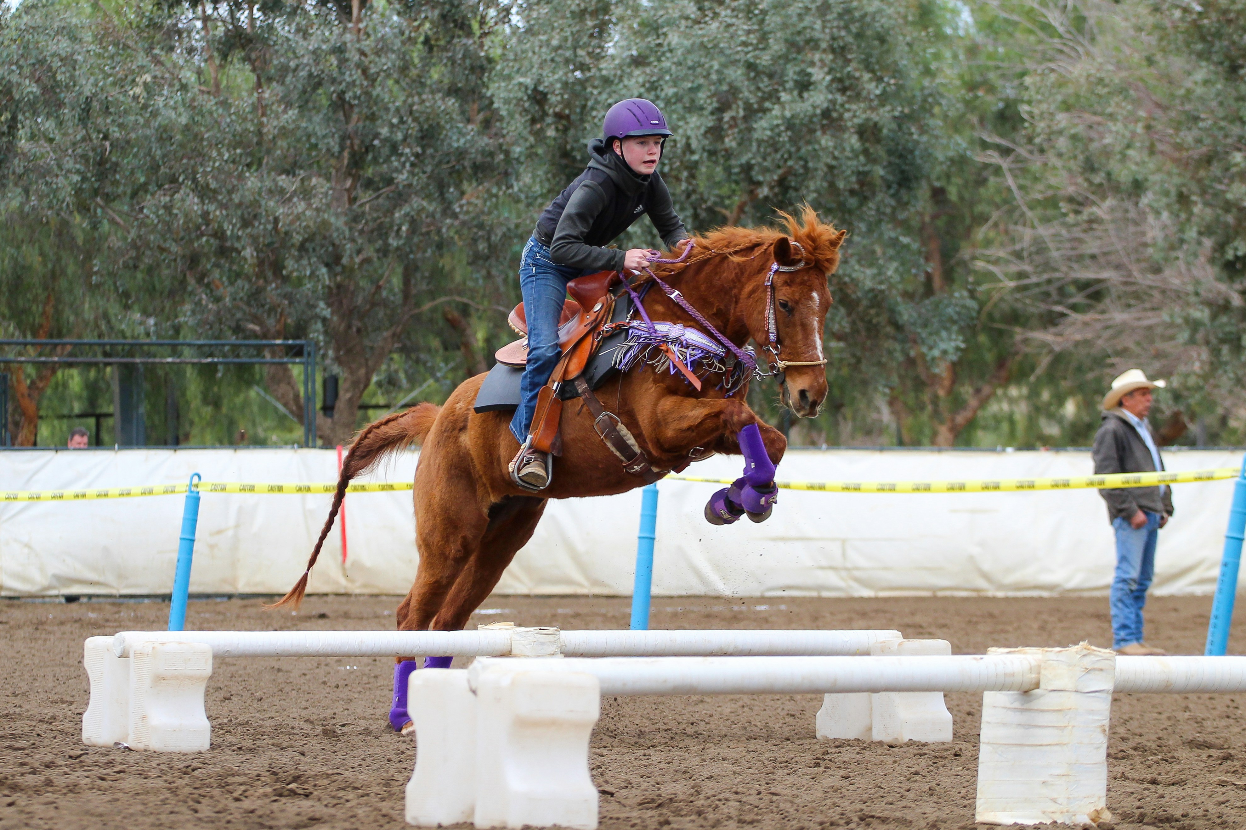Premium Showjumping Horse Embryos