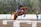A person on horseback demonstrates skillful jumping over obstacles in an outdoor equestrian setting. The rider wears a helmet and is focused on the task. The horse is adorned with purple accessories. In the background, trees and a person observing the event can be seen.