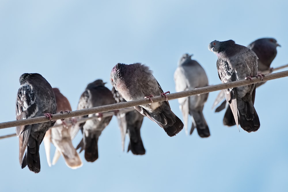 black and white birds on brown wooden stick during daytime