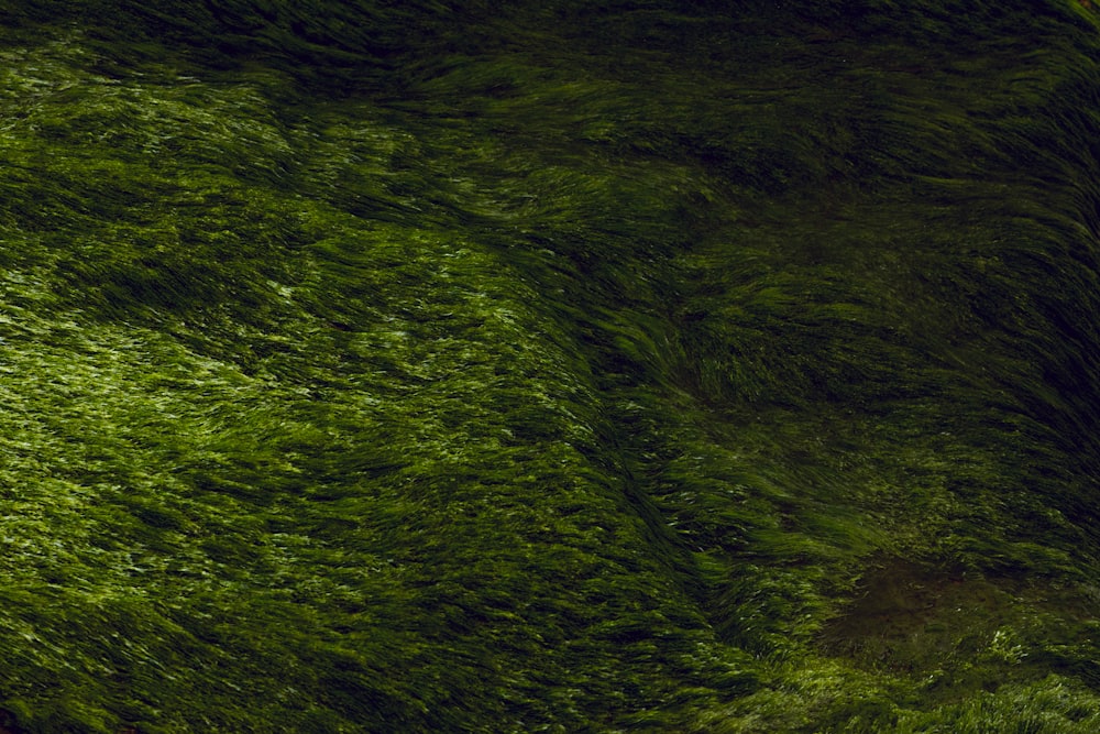 green grass field during daytime