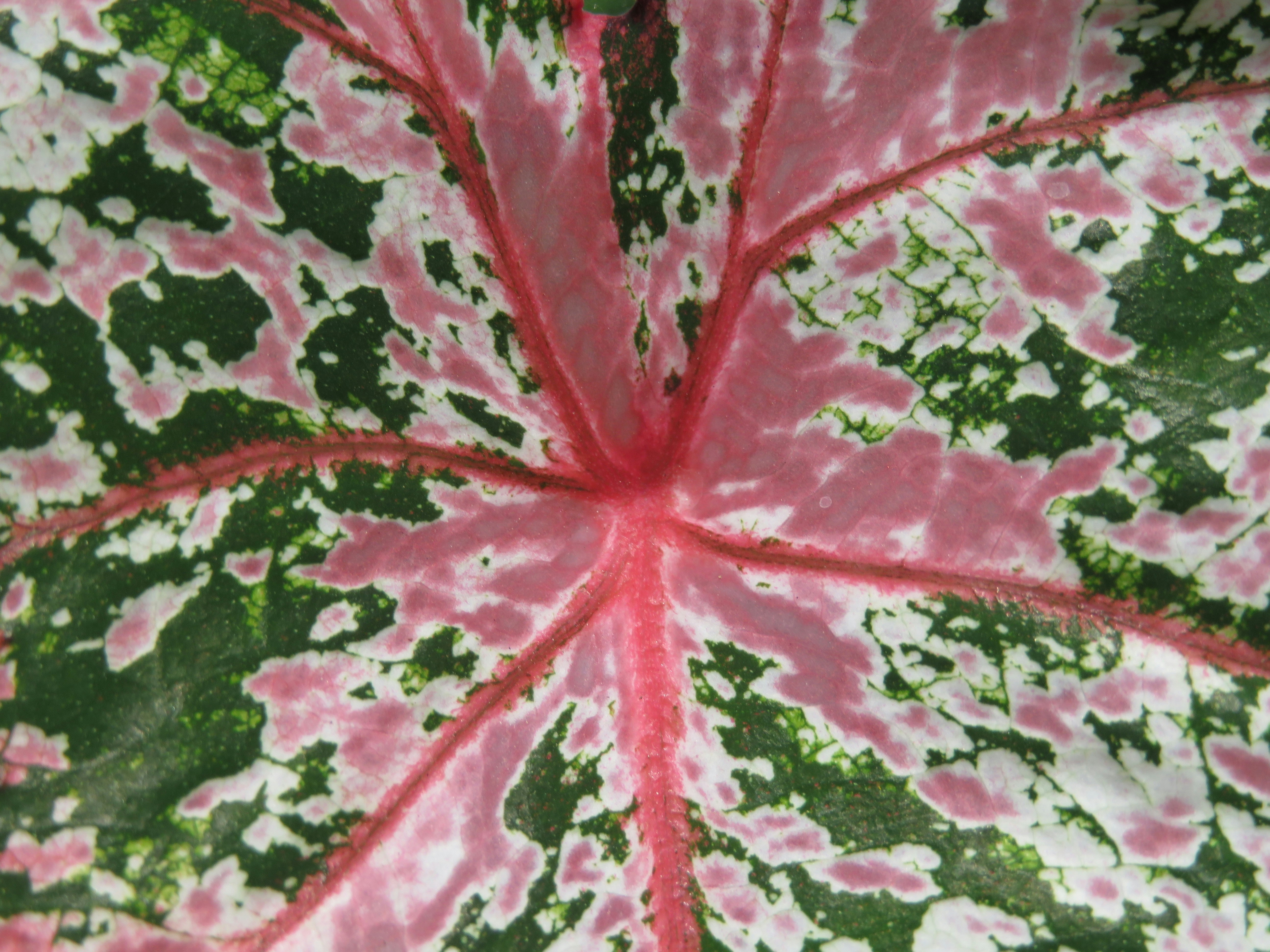 필로덴드론 핑크 프린세스 - purple and white leaf plant