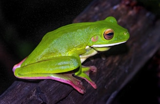 A bright green frog with a smooth, shiny skin rests on a dark wooden branch. Its large, round eyes have an orange and black pattern, and its legs are folded under its body. The environment is dimly lit, suggesting a natural setting like a rainforest.