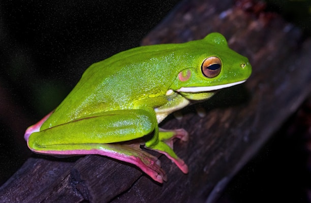 A bright green frog with a smooth, shiny skin rests on a dark wooden branch. Its large, round eyes have an orange and black pattern, and its legs are folded under its body. The environment is dimly lit, suggesting a natural setting like a rainforest.