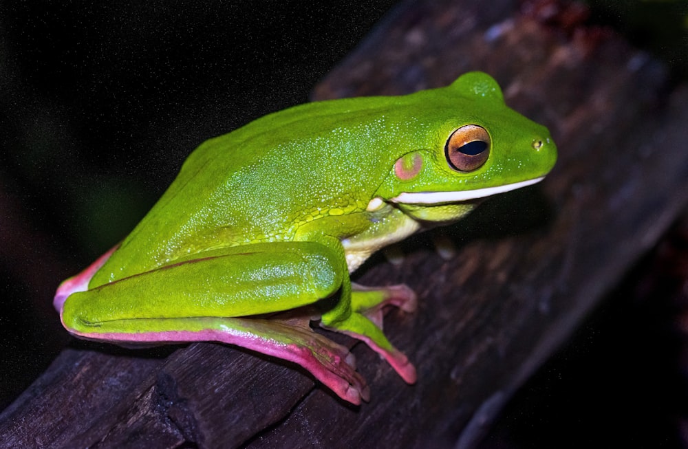 grenouille verte sur branche d’arbre brune