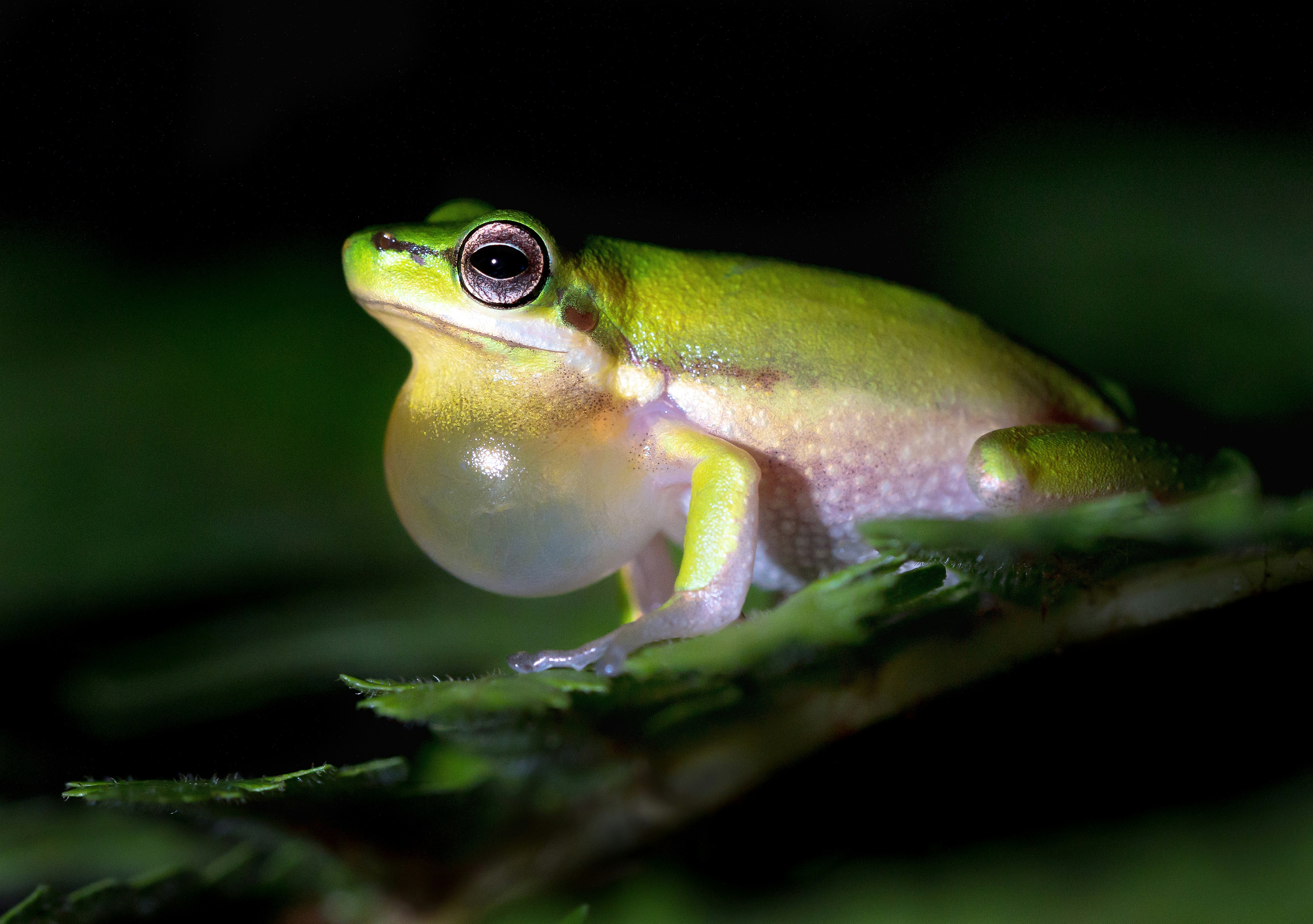 green frog on green leaf