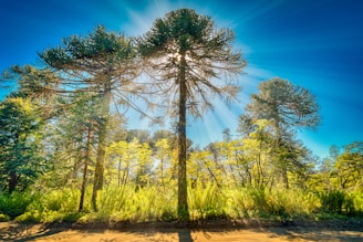 yellow leaf trees under blue sky during daytime