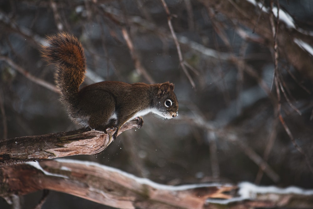 brown squirrel on brown tree branch during daytime