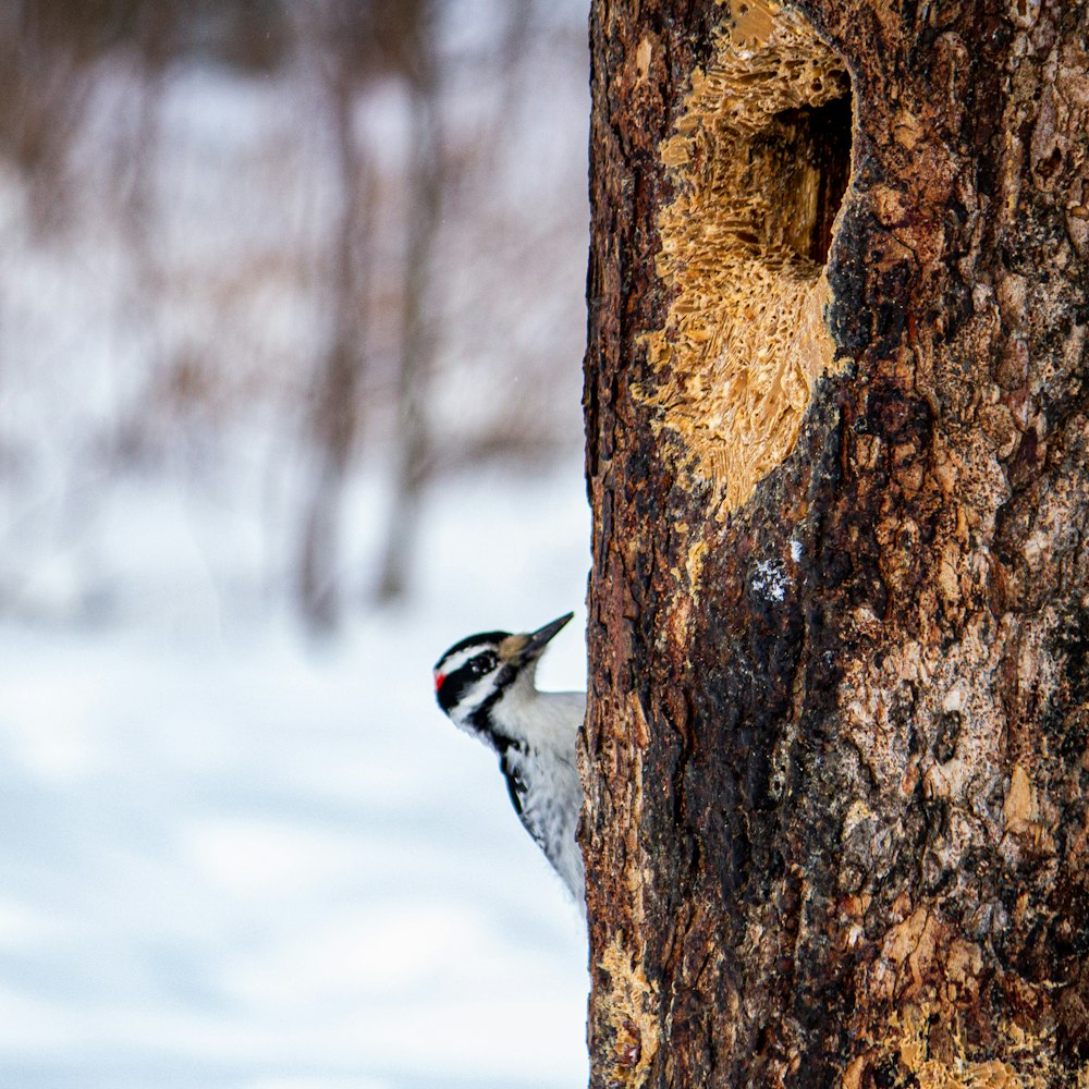 white and black bird on brown tree trunk during daytime