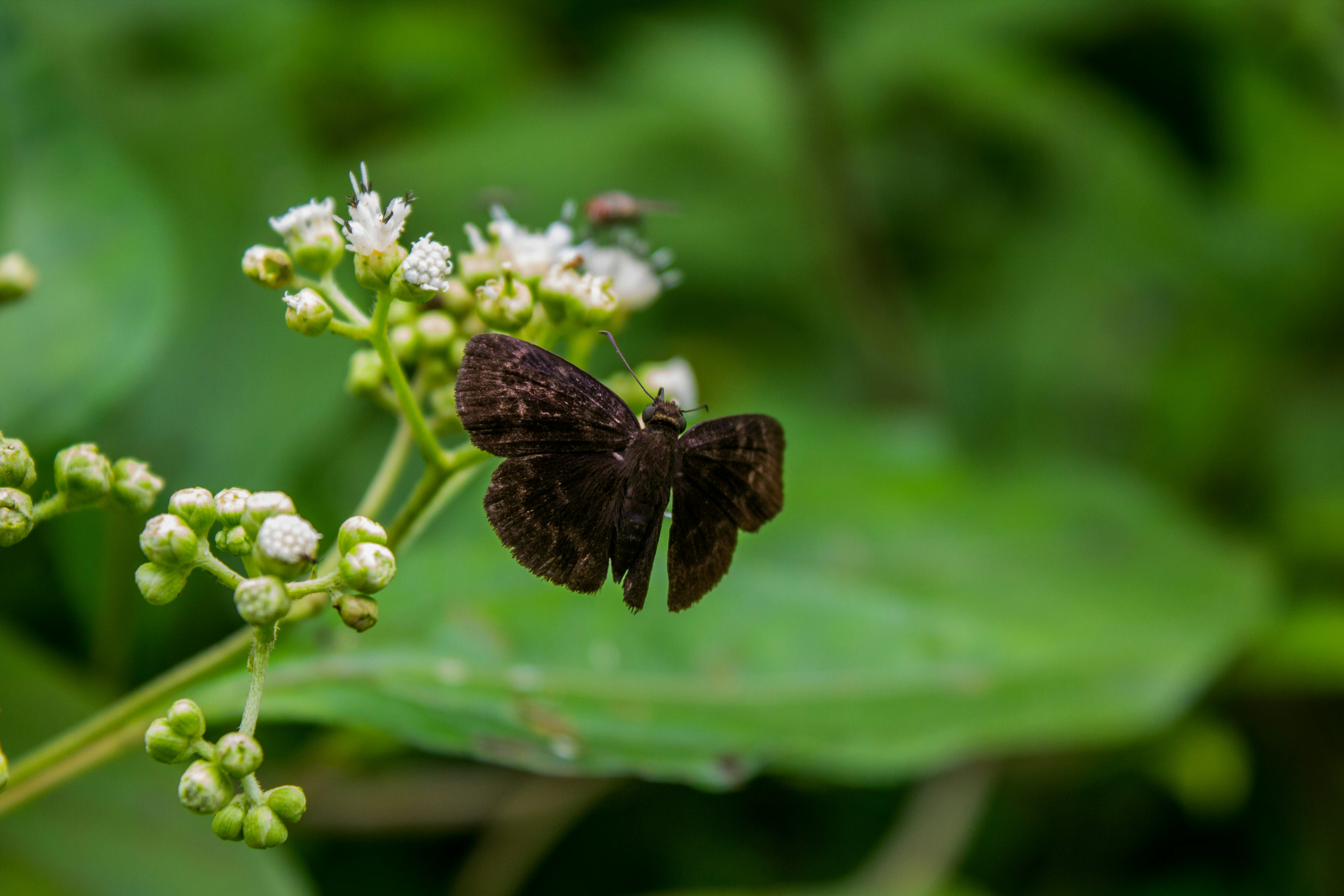 brown butterfly perched on white flower in close up photography during daytime, 