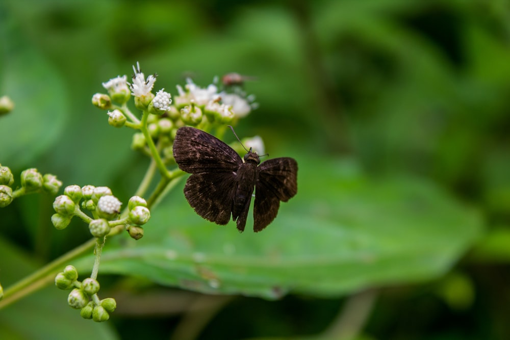 papillon brun perché sur une fleur blanche en gros plan pendant la journée