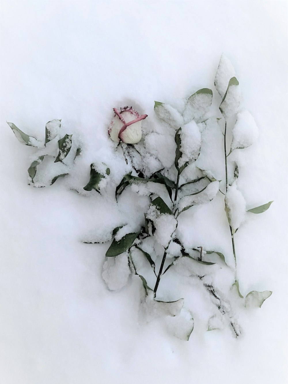 red rose on snow covered ground