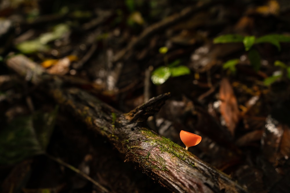 red mushroom on brown tree trunk