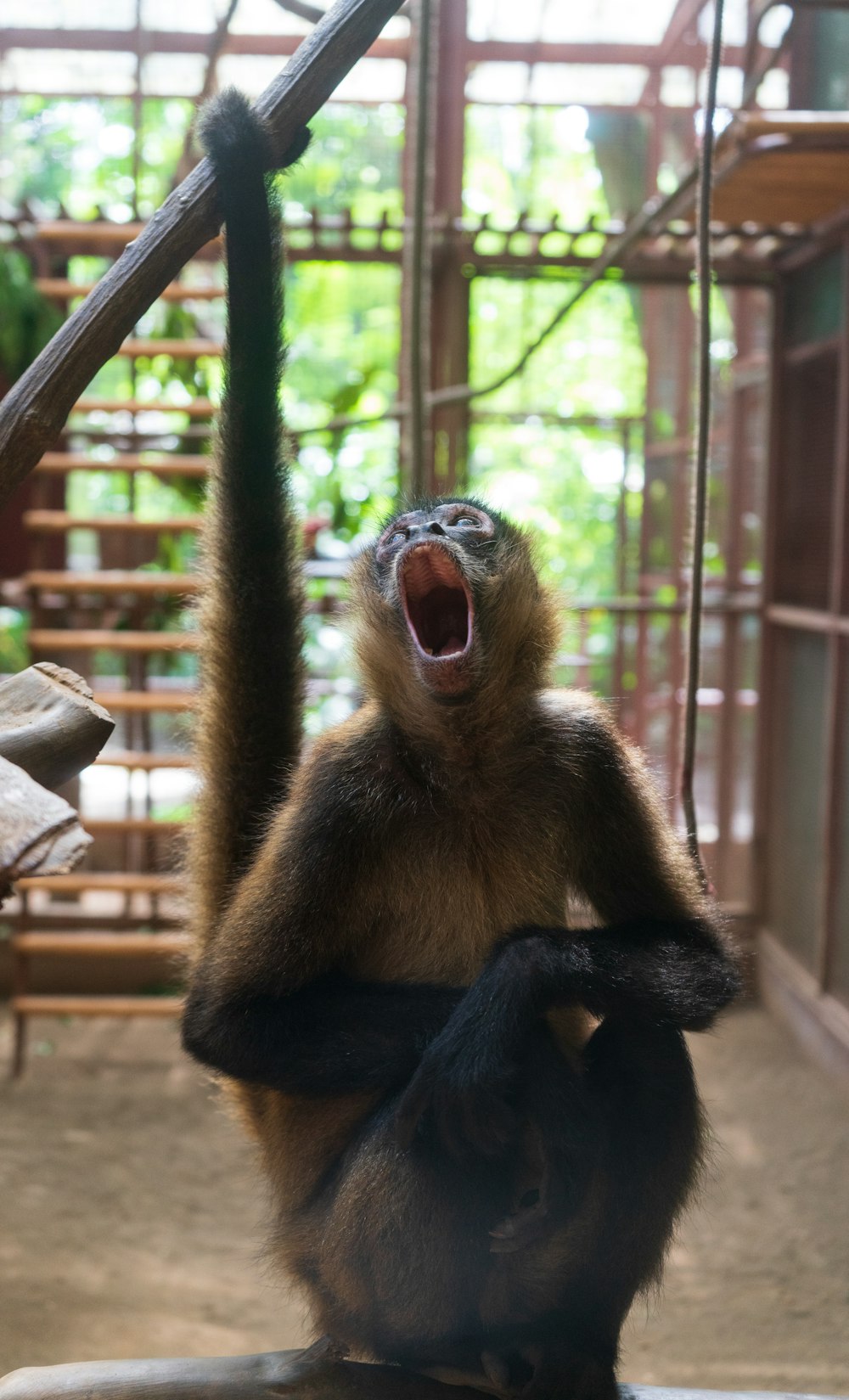 Affe sitzt auf braunem Holztisch