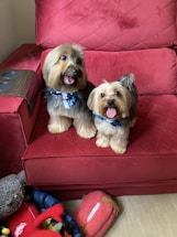 Two small, fluffy dogs with dark and light brown fur are sitting on a red quilted couch. They are both wearing blue floral bowties and have their tongues out, appearing happy and playful. On the floor next to the couch, there is a basket filled with various colorful toys, including a red plush crab and a gray stuffed bear.