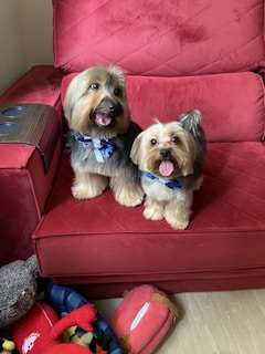 Two small, fluffy dogs with dark and light brown fur are sitting on a red quilted couch. They are both wearing blue floral bowties and have their tongues out, appearing happy and playful. On the floor next to the couch, there is a basket filled with various colorful toys, including a red plush crab and a gray stuffed bear.