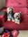 Two small, fluffy dogs with dark and light brown fur are sitting on a red quilted couch. They are both wearing blue floral bowties and have their tongues out, appearing happy and playful. On the floor next to the couch, there is a basket filled with various colorful toys, including a red plush crab and a gray stuffed bear.