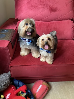 Two small, fluffy dogs with dark and light brown fur are sitting on a red quilted couch. They are both wearing blue floral bowties and have their tongues out, appearing happy and playful. On the floor next to the couch, there is a basket filled with various colorful toys, including a red plush crab and a gray stuffed bear.